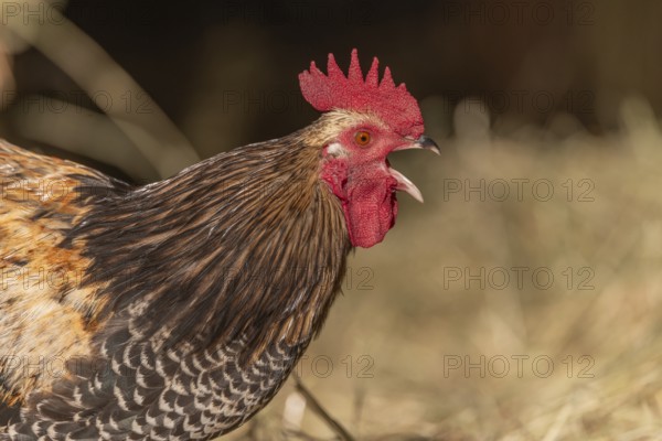 Rooster stands on the farm and crows early in the morning. The sun shimmers slightly and there is straw around. It is time for the animals to wake up. Bas Rhin, Alsace, France