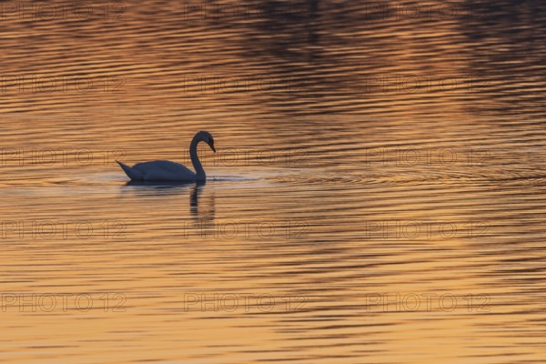 Swan moves slowly across the water surface. The sun is standing and the water shimmers in golden colors. The place is quiet and natural. Bas Rhin, Alsace, France