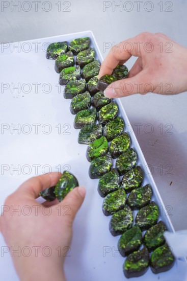 Hand sorted shiny green chocolates on a tray in a careful arrangement, vegan chocolates production, Haselstaller Hof, Gechingen, Germany