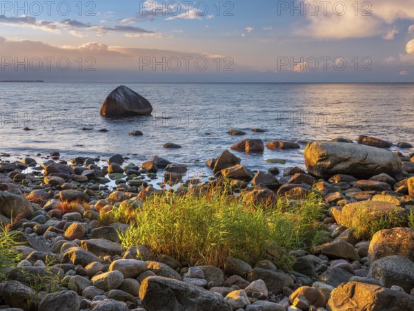Sunset on the Baltic Sea, boulders and reeds on the shore in the last light, Schwanenstein in the back, Lohme, Jasmund National Park, Rügen Island, Mecklenburg-Western Pomerania, Germany
