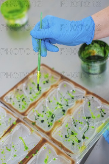 A brush with green paint is held over a chocolate mold by a gloved blue hand, Vegan Chocolate Production, Haselstaller Hof, Gechingen, Germany