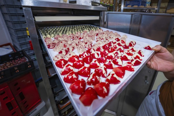Several chocolate molds on a baking tray, including red-white and nutty patterns, Easter production of regional products, Haselstaller Hof, Gechingen, Calw district, Germany