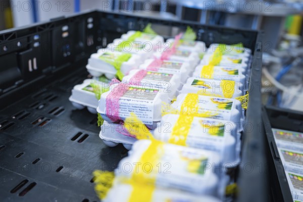 Egg boxes with yellow and pink ribbons in a black box from different perspectives, chocolate quail eggs, Easter production, Haselstaller Hof, Gechingen, Germany