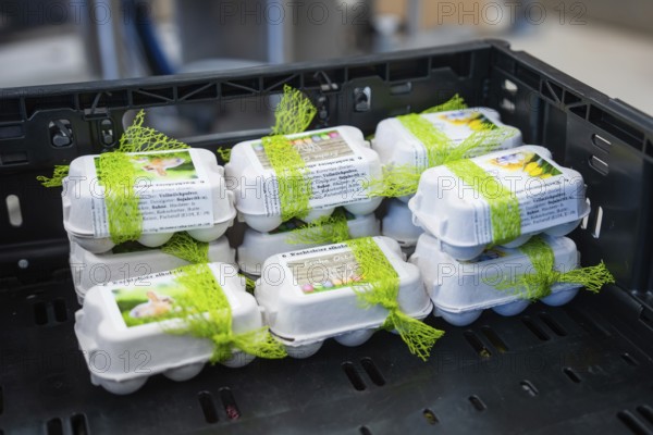Several egg boxes with green ribbons packed in a black box, chocolate quail eggs, Easter production, Haselstaller Hof, Gechingen, Germany