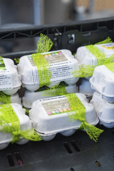 Easter wrapped egg cartons with green decoration in a kitchen, chocolate quail eggs, Easter production, Haselstaller Hof, Gechingen, Germany