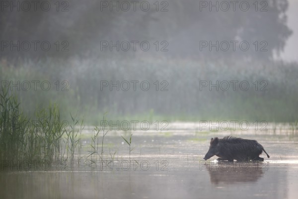 The wild boar (Sus scrofa) heads purposefully for an island in the pond, water, swimming, fog, mystical, Germany