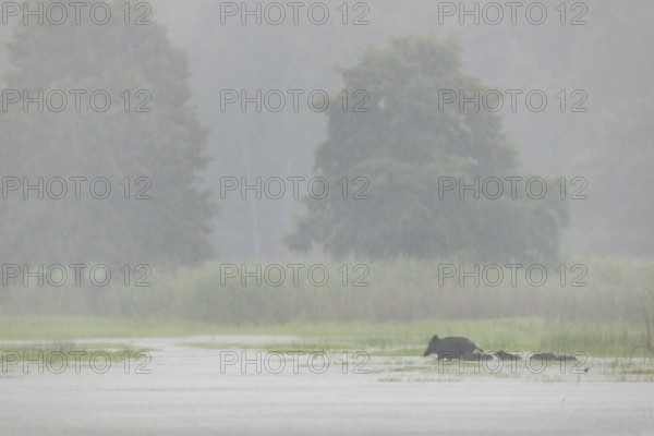 In the pouring rain, a wild boar (Sus scrofa) crosses a pond with its young, water, swimming, fog, mystical, rain, family, Germany