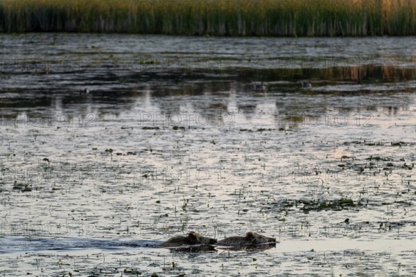 Two wild boar (Sus scrofa) swimming through a pond, water, adaptive, Germany