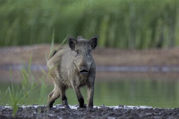 Surprising encounter with a wild boar (Sus scrofa), ready to flee, Germany