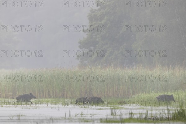 A few metres in front of reaching the reed belt, the leading wild boar creek (Sus scrofa) ensures attention, especially in areas with wolves, a small life insurance for young boars and overrunners, water, fog, mystical, family, Germany