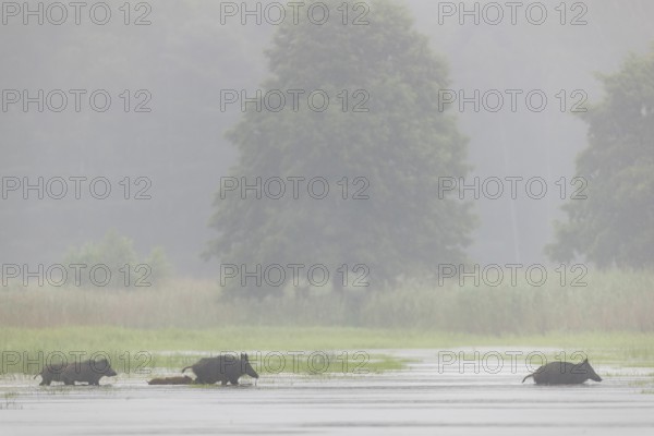 A small herd of wild boars (Sus scrofa) appears in front of the photo hideout and crosses a pond, water, swimming, fog, mystical, family, Germany