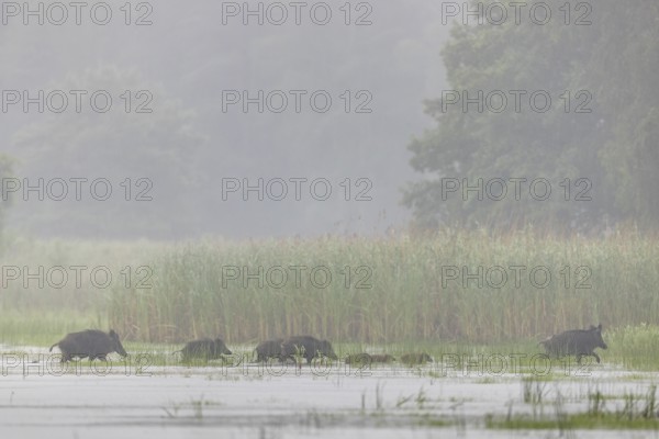 A non-leading wild boar (Sus scrofa) runs ahead, followed by young boars and defectors, at the end of the pack the leading boar follows, water, fog, mystical, family, Germany
