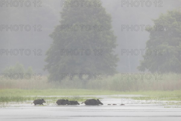 A small herd of wild boars (Sus scrofa) crosses a pond, water, swimming, fog, mystical, family, Germany