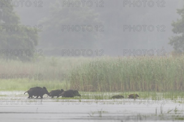 The pack of wild boar (Sus scrofa) has quickly crossed the pond and moves into a nearby reed belt, water, fog, mystical, family, Germany