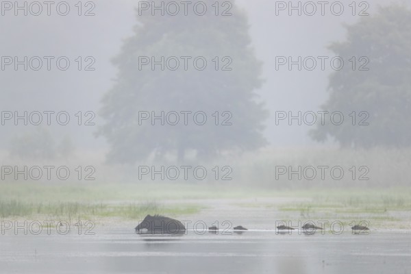 The wild boar (Sus scrofa) has no regard for the depth of the water, the young boar must follow it swimming, water, swimming, fog, mystical, family, Germany