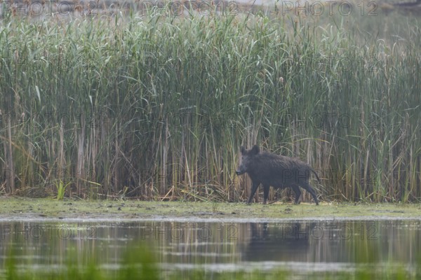 Wild boar (Sus scrofa) in front of a reed belt, water, Germany