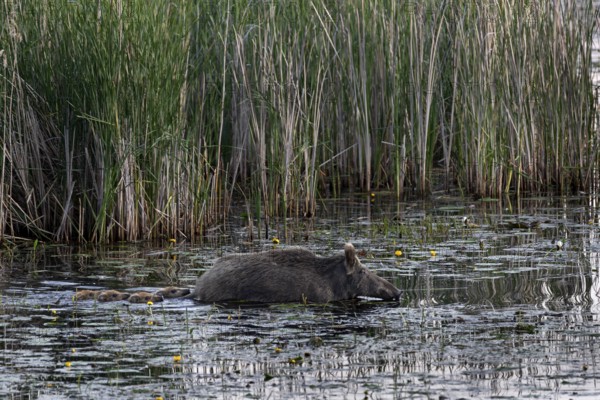Swimming is not a problem for young animals (Sus scrofa), much more dangerous is the rapid cooling of the small bodies, water, adaptable, Germany