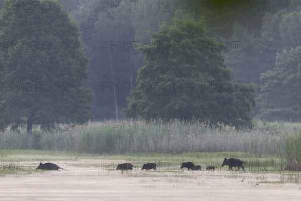 A herd of wild boar (Sus scrofa), consisting of bucks, ruffians and young boars, crosses a pond in the early morning, water, swimming, family, Germany