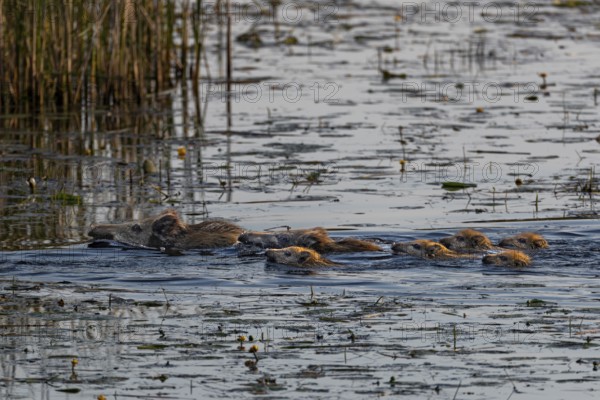 Two wild boar (Sus scrofa) swimming with their young through a pond, water, adaptive, Germany