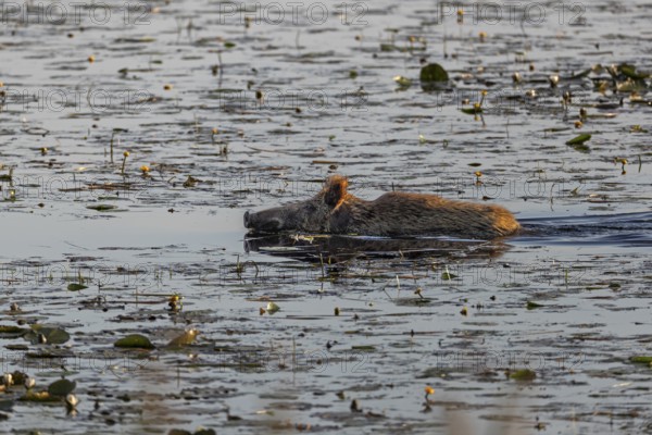 A wild boar (Sus scrofa) swimming through a pond, water, adaptive, Germany