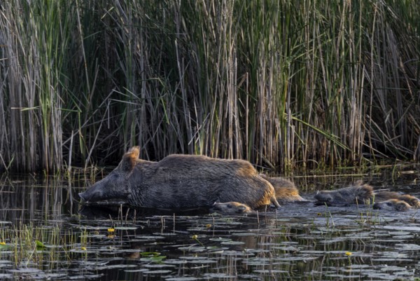While the wild boar (Sus scrofa) already has solid ground under its shells, the young boar still have to move by swimming, water, adaptable, Germany
