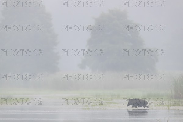 Suddenly a wild boar (Sus scrofa) emerges from the reed belt, water, swimming, fog, mystical, Germany