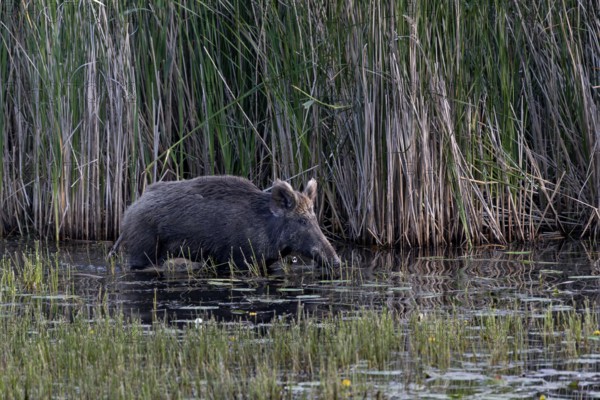 While the wild boar (Sus scrofa) still has solid ground under its shells, the young boar have to swim, water, adaptable, Germany