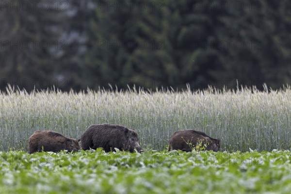 Unfortunately, we were only lucky enough to photograph the wild boar (Sus scrofa) with its young in a beet field once, damage caused by game, agriculture, Slovakia