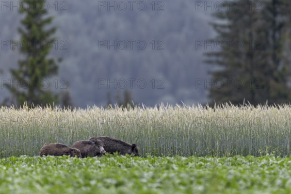 During our holiday in Slovakia, we can observe this wild boar (Sus scrofa) with its young in a beet field almost every evening, wildlife damage, agriculture, Slovakia