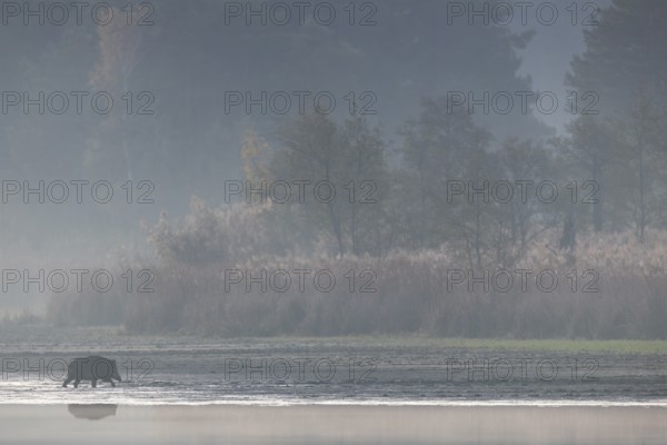 The blue morning light has given way to the orange-yellow colours of the morning sun as the wild boar (Sus scrofa) seeks out a belt of reeds where it will spend the day, morning mist, mystical, Germany