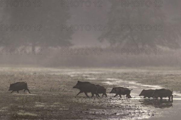 After the herd has crossed the stream, the wild boar (Sus scrofa) takes the lead again, morning mist, mystical, family, Germany