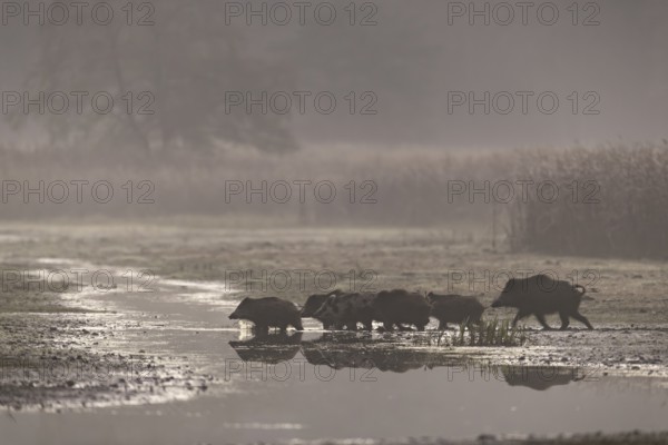 A wild boar (Sus scrofa) crosses a stream with its young, usually the mother always leads the pack, in this case the young animals run ahead, morning mist, mystical, family, Germany
