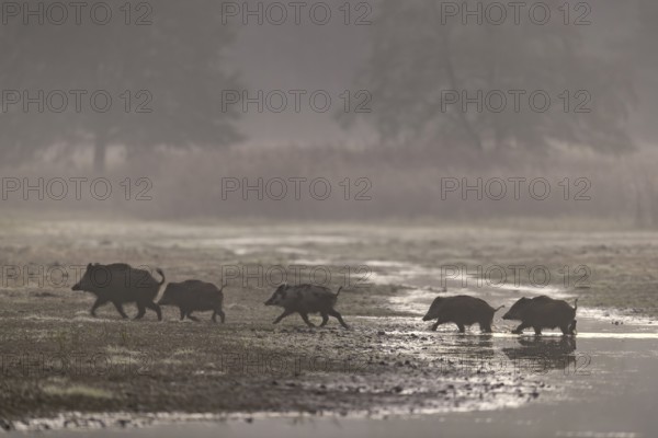 A wild boar (Sus scrofa) and its young disappear into the nearby reed belt at a pig's gallop, morning mist, mystical, family, Germany