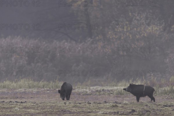 A wild boar (Sus scrofa) looks attentively towards the opposite reed belt, while a second one searches relaxed for food, morning mist, mystical, Germany