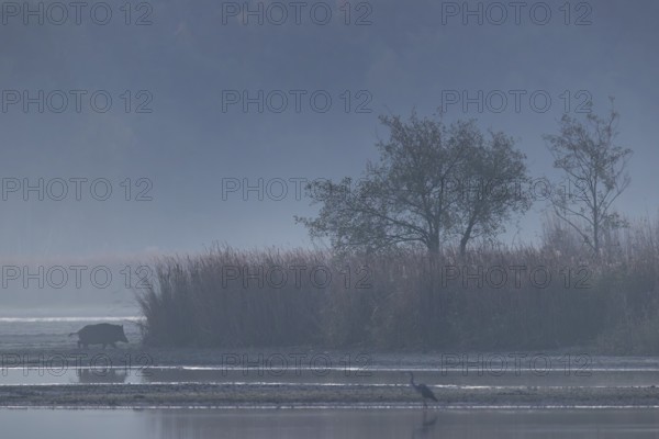 After crossing a large muddy area, a wild boar creek (Sus scrofa) changes into a reed belt, a grey heron is also hunting for fish in the first morning light, morning mist, mystical, Germany
