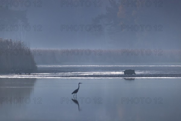 A wild boar (Sus scrofa) purposefully crosses a muddy area, while the herd still remains in front of a reed belt, a grey heron is also hunting fish in the first morning light, morning mist, mystical, Germany