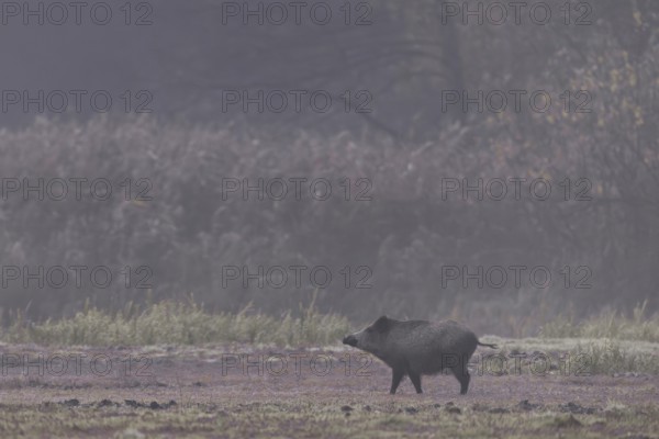 A wild boar (Sus scrofa) is looking attentively towards the opposite reed belt, morning mist, mystical, Germany