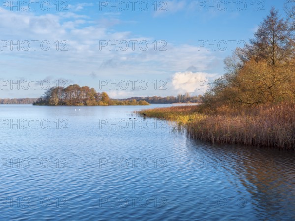 View of Schaalsee with island in autumn, reeds and trees in autumn colors, Schaalsee Biosphere Reserve, Mecklenburg-Western Pomerania Germany