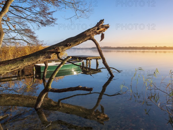 Tree trunk, jetty, and rowing boat at Schaalsee in the first morning light, reeds in autumn colors, Schaalsee Biosphere Reserve, Mecklenburg-Western Pomerania Germany