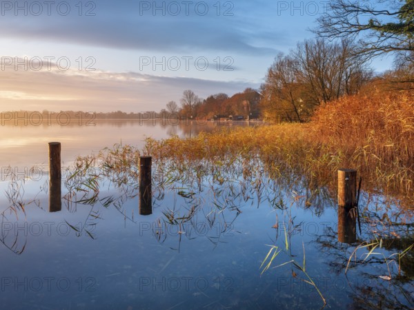 Posts and reeds in Schaalsee in the first morning light, reeds in autumn colors, Schaalsee Biosphere Reserve, Mecklenburg-Western Pomerania Germany