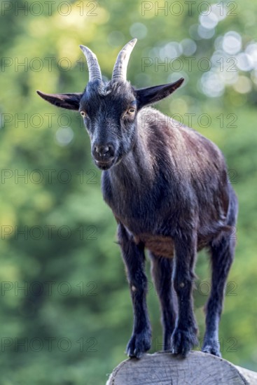 Pygmy goat (Capra aegagrus hircus), shiny black coat, climbing on the trunk of a felled birch tree and looking down into the camera, animal portrait, Poing Wildlife Park, Upper Bavaria, Bavaria, Germany