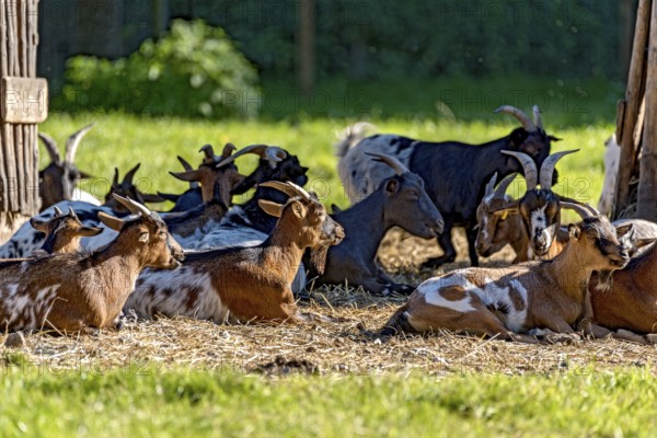 Pygmy goats (Capra aegagrus hircus) resting on straw in front of their stable, in the evening in the sunlight, Poing Wildlife Park, Upper Bavaria, Bavaria, Germany