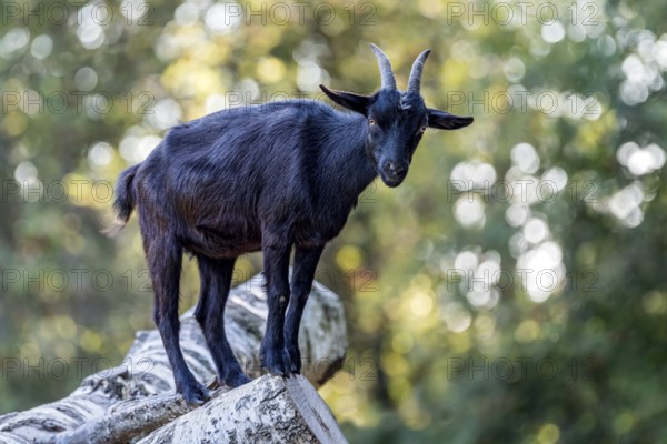 Pygmy goat (Capra aegagrus hircus), shiny black coat, climbing on the trunk of a felled birch tree and looking down into the camera, Poing Wildlife Park, Upper Bavaria, Bavaria, Germany