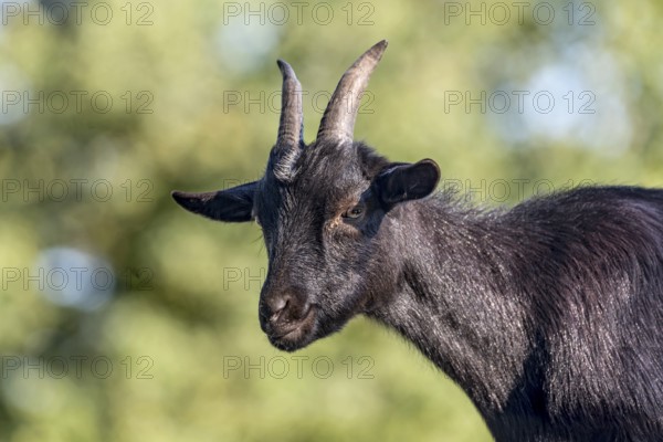 Pygmy goat (Capra aegagrus hircus), shiny black coat, looking down from above, animal portrait, Poing Wildlife Park, Upper Bavaria, Bavaria, Germany