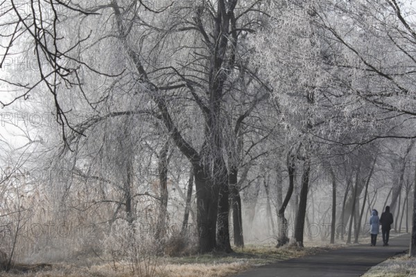 Winter park walk. Russia