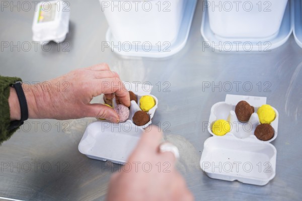 Hands arrange yellow and brown chocolate eggs in cardboard packaging, chocolate quail eggs, Easter production, Haselstaller Hof, Gechingen, Germany