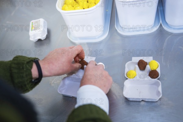 Hands arrange chocolate eggs in a cardboard on a kitchen table, chocolate quail eggs, Easter production, Haselstaller Hof, Gechingen, Germany
