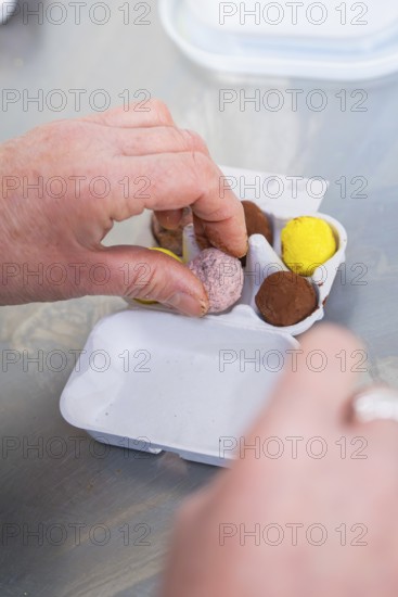 Hands place pink, yellow and brown chocolate eggs in a cardboard tray, chocolate quail eggs, Easter production, Haselstaller Hof, Gechingen, Germany