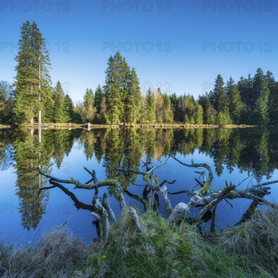 Small lake in the Thuringian Forest under blue sky, tree felled by beaver lying in water, spruce forest reflecting, Ochsenbacher Teich, Thuringia, Germany