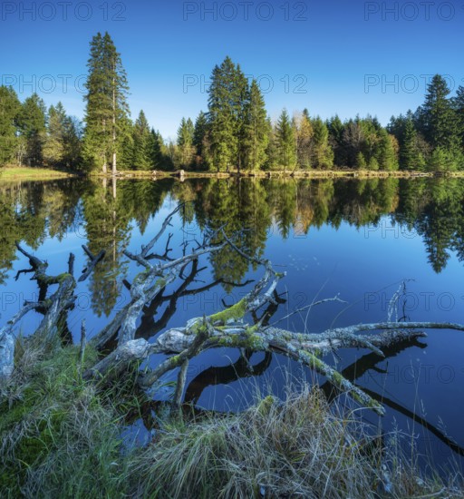 Small lake in the Thuringian Forest under blue sky, tree felled by beaver lying in water, spruce forest reflecting, Ochsenbacher Teich, Thuringia, Germany